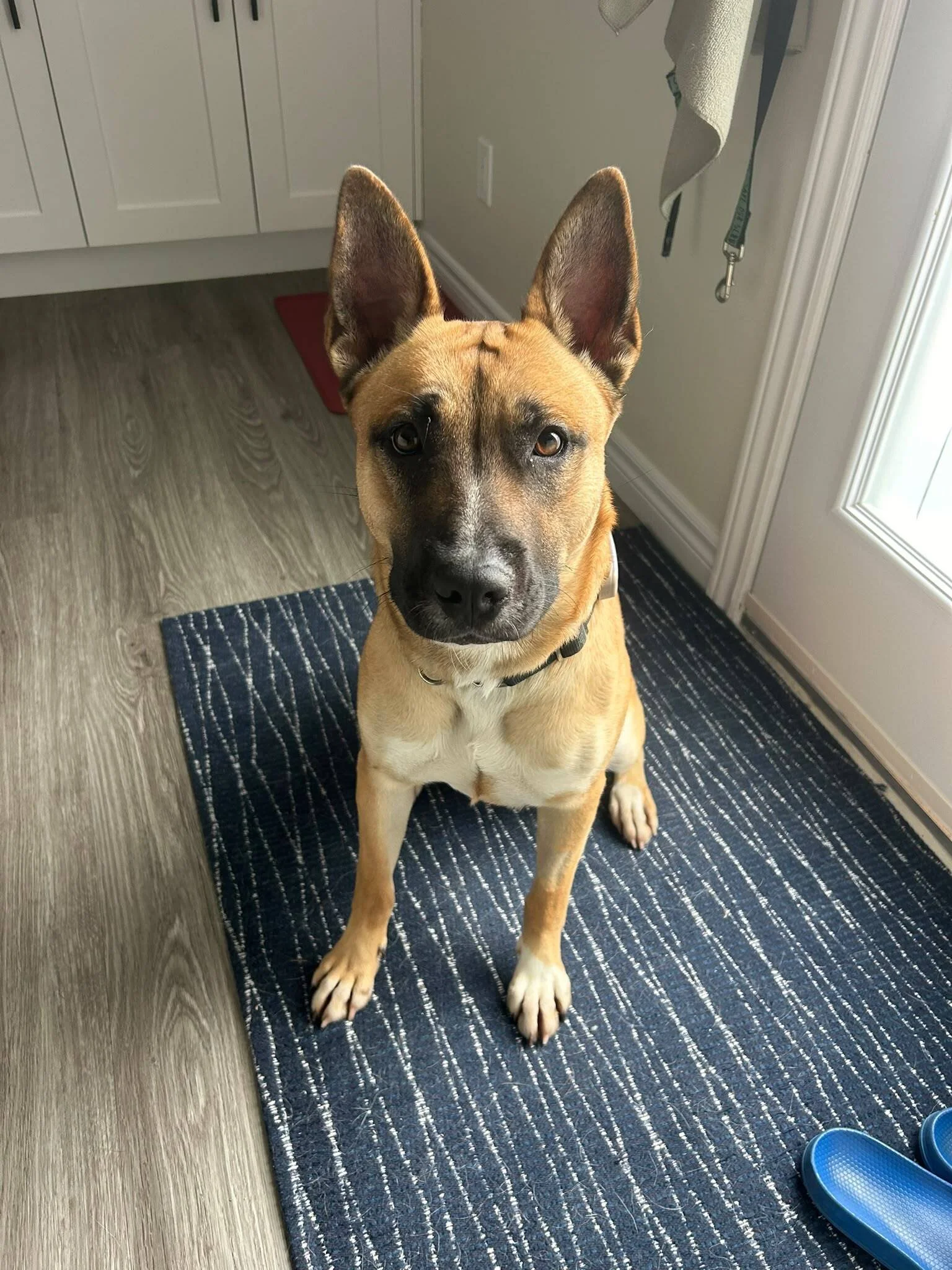 RUBY | Save Our Scruff Canada
